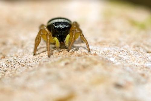 Réf. 320 574 : Heliophanus melinus